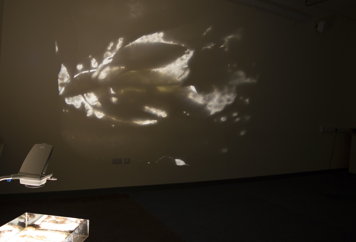Aoife Fogarty, Engulf, installation view, image courtesy of the artist.