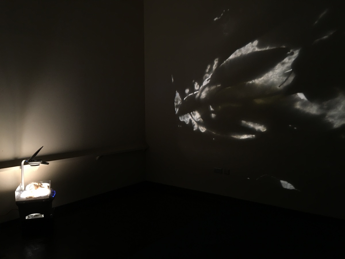 Aoife Fogarty, Engulf, installation view, image courtesy of the writer.
